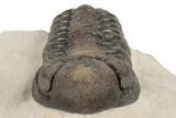 Morocops Trilobite - Foum Zguid, Morocco #189753-6